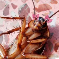 gián bắc