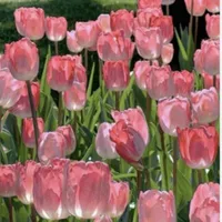 Thanh Thảo ( tác giả)