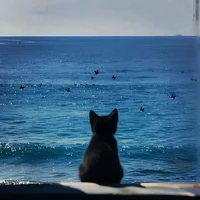 Meow🐋