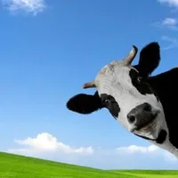 Tác Giả Cute Pho mai que