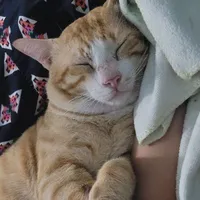 meo meo nhà t/g(con này chết rồi)