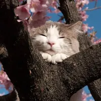 tác giả chill chill:)