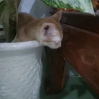 viết chuyện dở vl