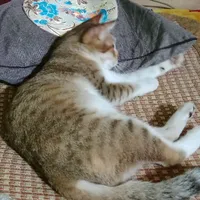 chủ