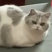 Tác giả