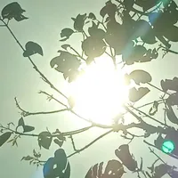 Tác giả