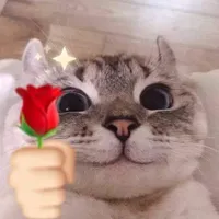 mèo tổng đài (tg)