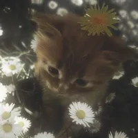ʚ| 𝐑𝐞𝐚𝐝𝐞𝐫 |ɞ
