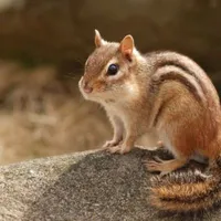 Sóc đẹp trai ( Hệ thống )