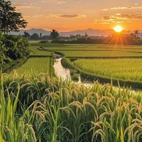 Các cô ( - ai tự bt )