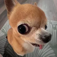 thiệu 🐶