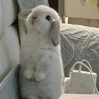 thảo 🐰