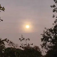 Đậu NV1 rồu