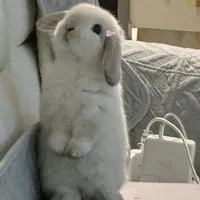 Nguyễn Xuân Bách - Dạng Thỏ.