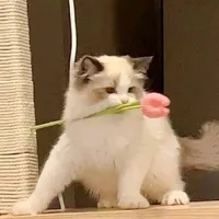 mstituleo. n      |Sư Tử