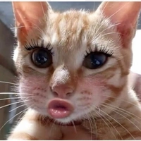 hệ thống 1604 ( Dora )