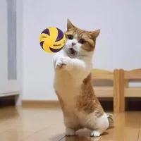 Cân mọi vai phụ