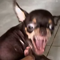 con chó