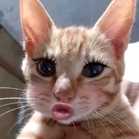 Con tác giả dốt toán 😔