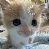 @Kieu_minhtinh