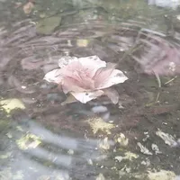 -𝓡𝓪𝓷𝓭𝓸𝓶 𝓝𝓟𝓒-