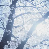 𝓢𝓷𝓸𝔀 𝓒𝓱𝓪𝓷𝓽𝓲𝓵𝓵𝔂 𝓒𝓸𝓸𝓴𝓲𝓮