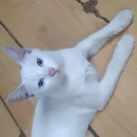 tác giả😼