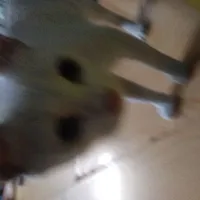 🐈🐱