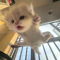 đẹp gái mà bị khùng