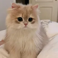 Hệ thống 998 - Cherry