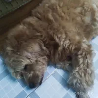 pet cưng của tui><