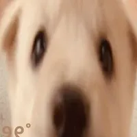Au