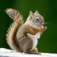 Thành An (dạng yêu)