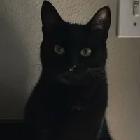 Khôi Vũ (dạng yêu)