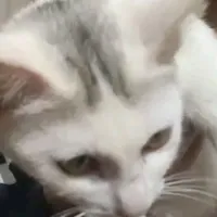 meo