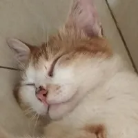 tg lười nhất quả đất 