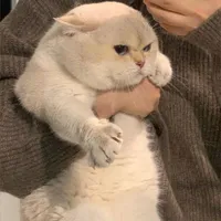 Hệ thống (Tiểu Miêu)