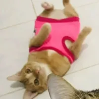 quách què