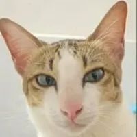 khè