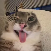 t/g 