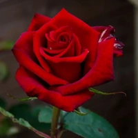 all