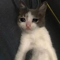 Tác giả_ Tuấn Anh