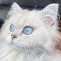 Mèo trắng