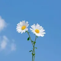 t/g