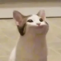 mèo lớp trưởng