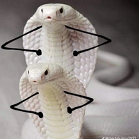 rắn độc