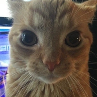 thiên thần có trình=0