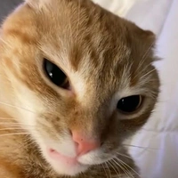 thiên sứ ngầu lòi