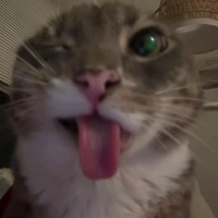 t/g