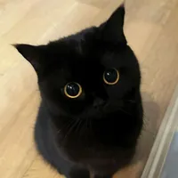 Hắc Miêu [Dương]